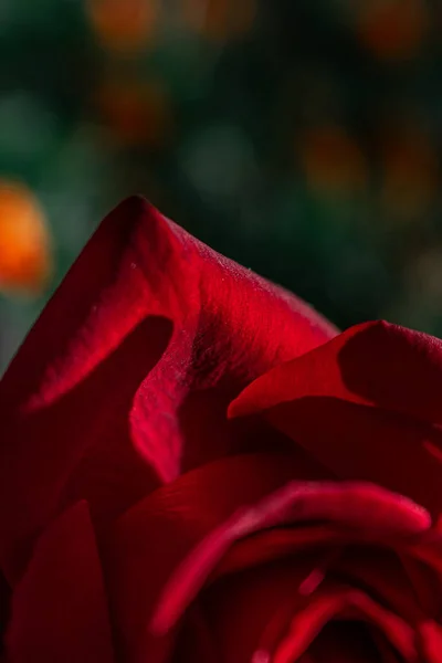 Vörös Rózsa Kertben — Stock Fotó