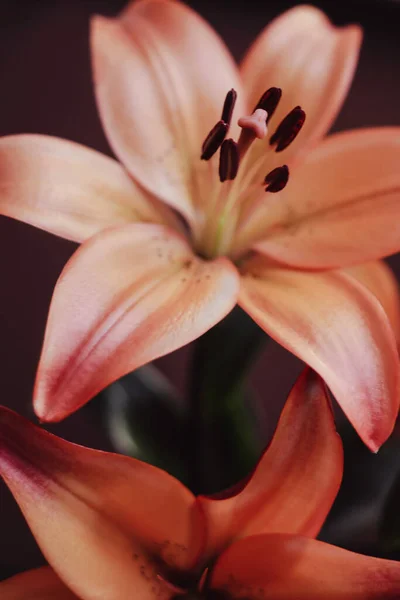 Beautiful Lily Flowers Close — Stock Photo, Image