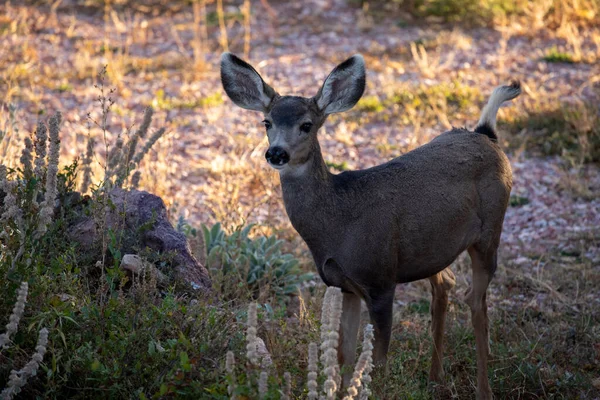 Gros Plan Cerf Dans Forêt — Photo