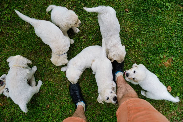 Witte Hond Het Gras — Stockfoto