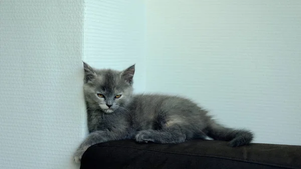 Close Cute Gray Kitten Lying Sofa Looking Camera White Background — Photo