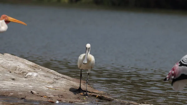 Ein Schwarm Flamingos Wasser — Stockfoto