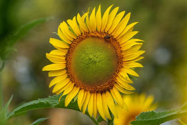 Прекрасний Соняшник Полі — стокове фото