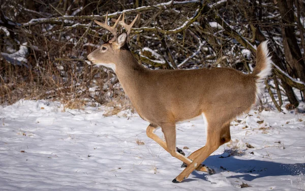 Whitetail Deer Buck Snow — Stock Photo, Image