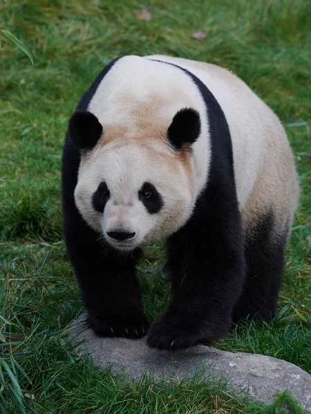 Óriás Panda Fűben — Stock Fotó