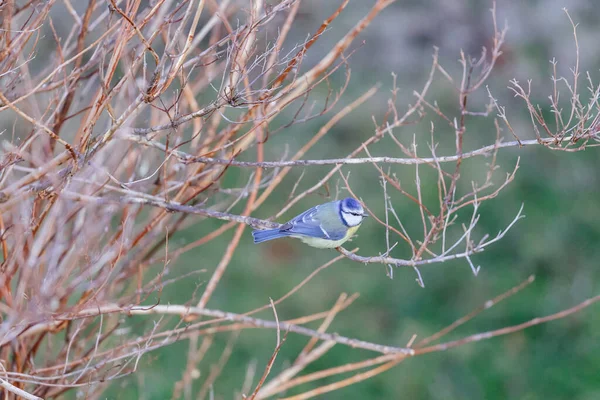 Oiseau Sur Une Branche Dans Forêt — Photo