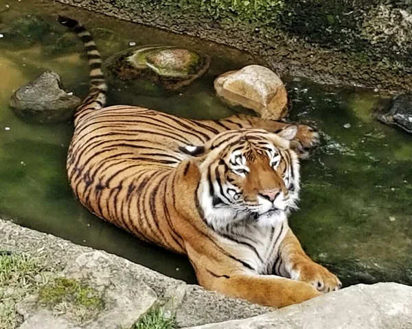 Tigre Zoológico — Fotografia de Stock