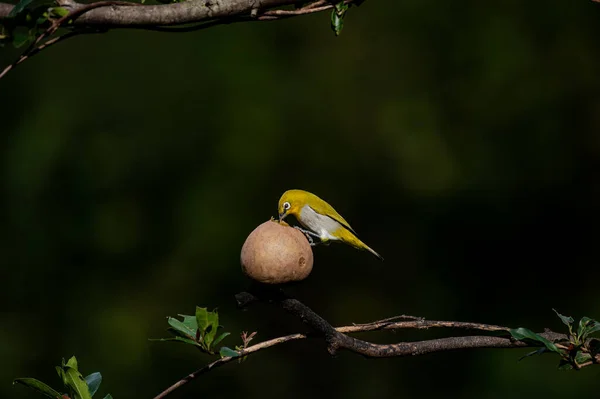 Vogel Flora Fauna Natuur Dieren Het Wild Vogels Blauw Zwart — Stockfoto