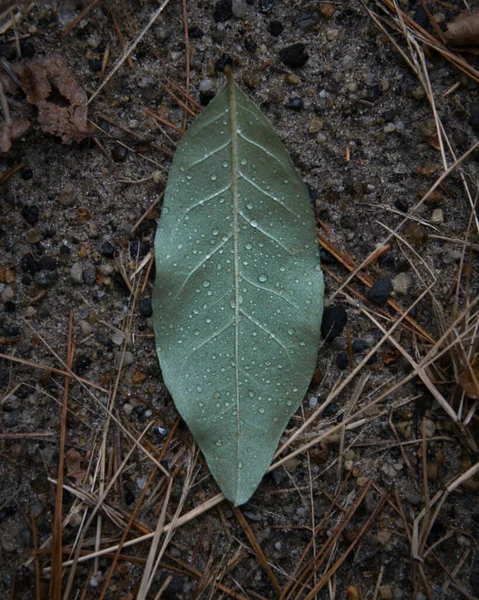 Зелений Лист Землі — стокове фото