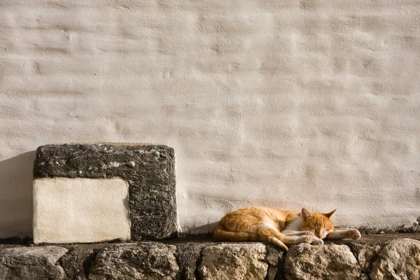 Gato Sentado Parede Pedra — Fotografia de Stock