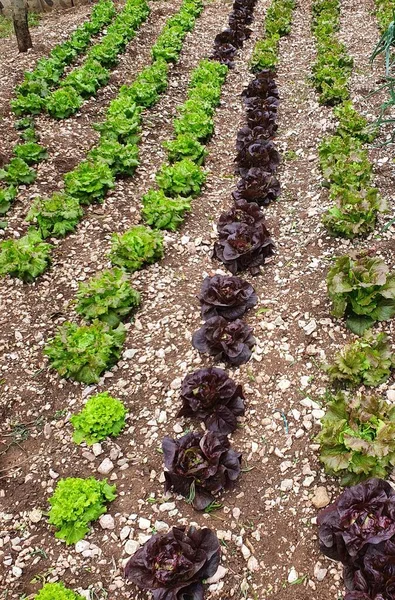 Salade Planten Moestuin — Stockfoto