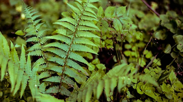 Зеленые Листья Лесу — стоковое фото