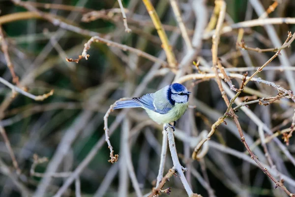 Vogel Auf Einem Ast — Stockfoto