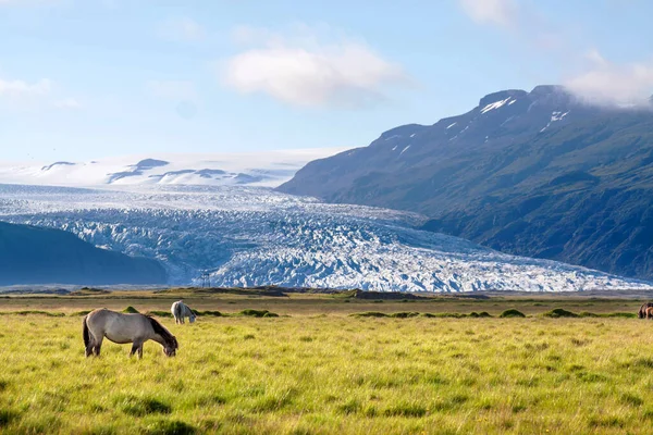 Icelandic Landscape Horse Mountains — стоковое фото