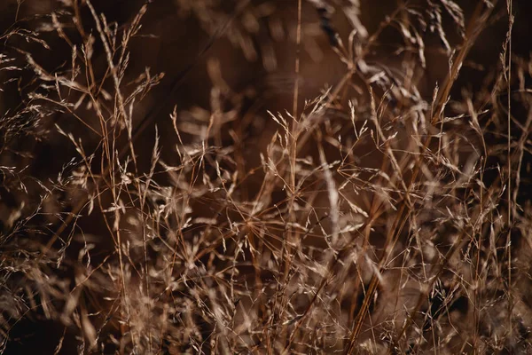 Textuur Van Gras Flora Natuur — Stockfoto