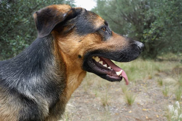 Close Dog Face Seen Side Unfocused Background — Photo