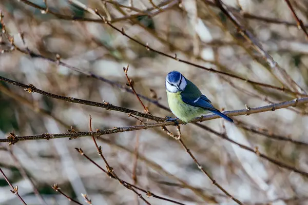 Ormanda Bir Daldaki Kuş — Stok fotoğraf
