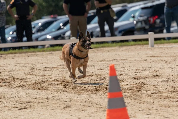 Собака Біжить Змаганнях — стокове фото