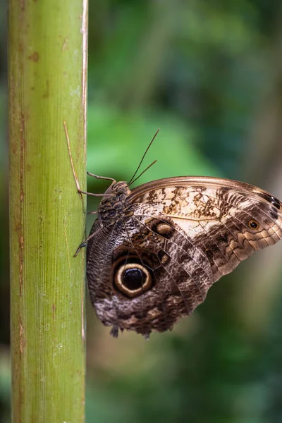 Mariposa Sobre Una Hoja Verde — Foto de Stock