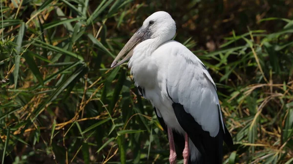 Beau Pélican Blanc Dans Nature Habitat — Photo