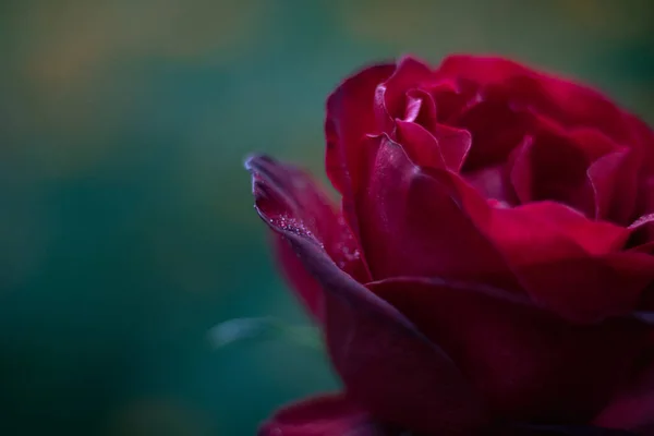 Belle Rose Rouge Dans Jardin — Photo