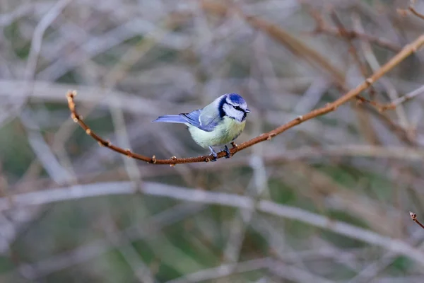 Pássaro Está Sentado Galho Uma Árvore — Fotografia de Stock