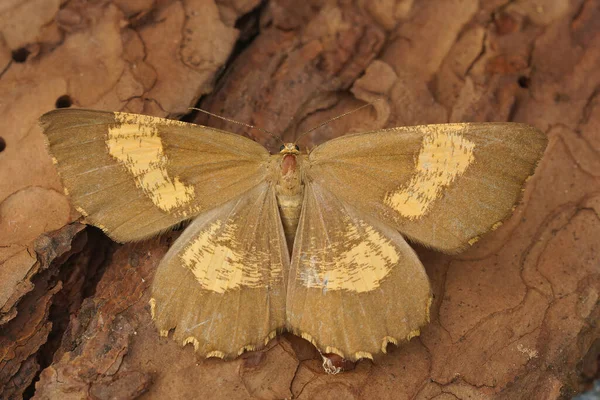 Closeup Orange Moth Angerona Prunaria Sitting Open Wings Wood Garden — Stok fotoğraf