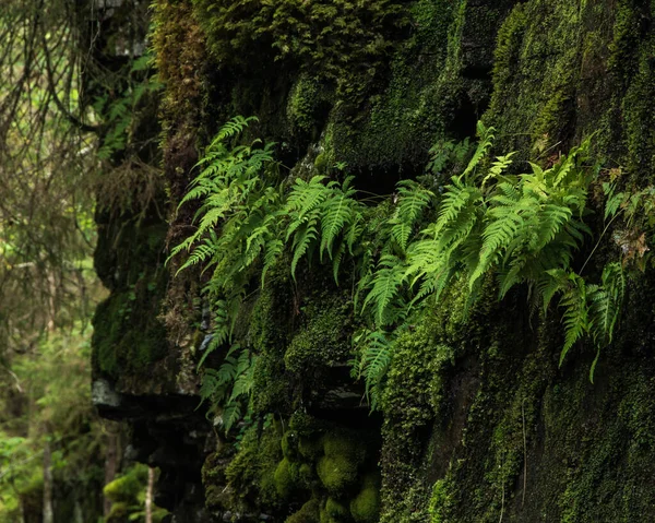 Musgo Verde Bosque — Foto de Stock