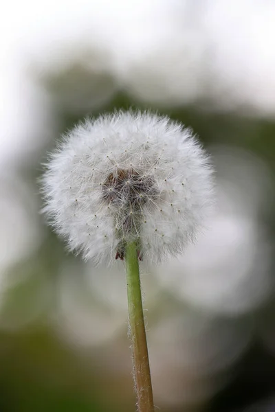 Kwiat Mniszka Lekarskiego Tle Zielonej Trawy — Zdjęcie stockowe
