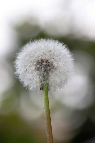 Maskros Blomma Bakgrund Grön Gräs — Stockfoto