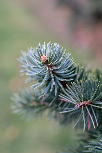 Cono Pino Una Rama Árbol —  Fotos de Stock