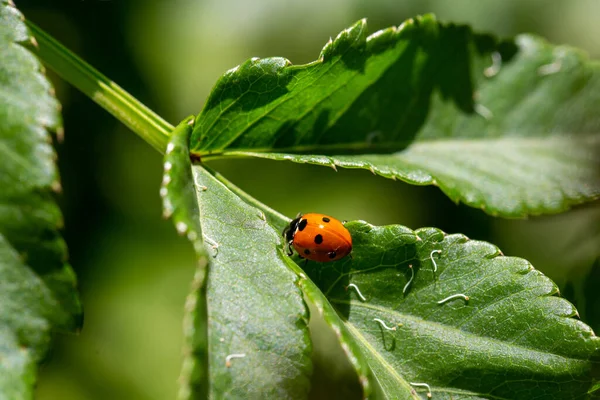 Coccinella Foglia Verde — Foto Stock