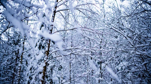 Снігові Покриті Дерева Лісі — стокове фото