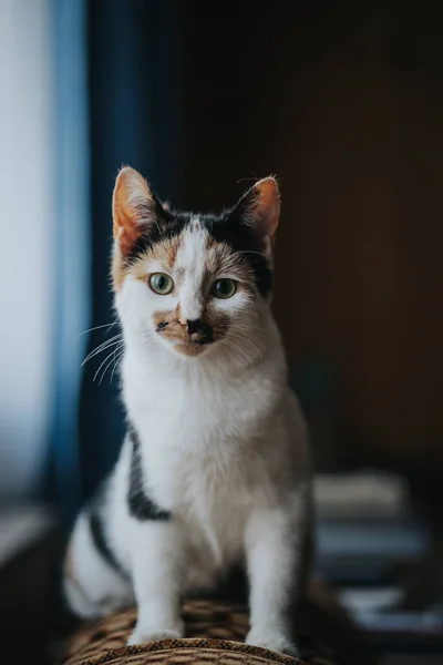 Katze Sitzt Auf Dem Boden — Stockfoto