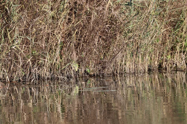 Parco Del Mincio Natural Marsh Landscape Reeds — Stockfoto