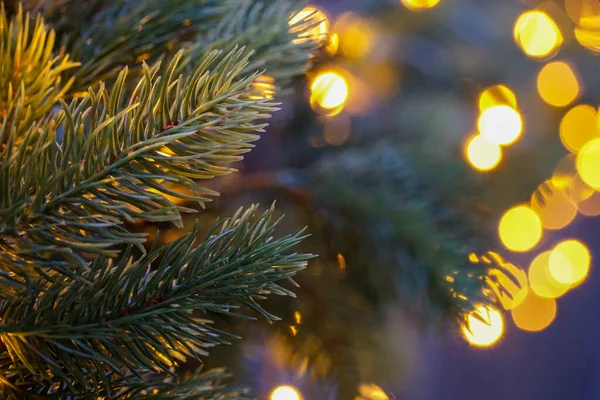 Weihnachtsbaumzweige Mit Lichtern Auf Dem Hintergrund Eines Verschwommenen Bokeh — Stockfoto