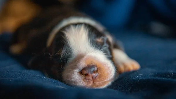 Cachorrinho Bonito Deitado Cama — Fotografia de Stock