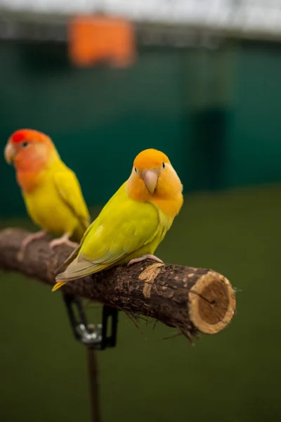 Крупним Планом Знімок Красивого Папуги Сидить Гілці — стокове фото