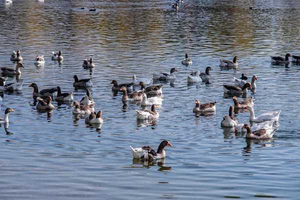 Domestic Geese Swim River Flock Domestic Geese River Hot Sunny — Stock Photo, Image