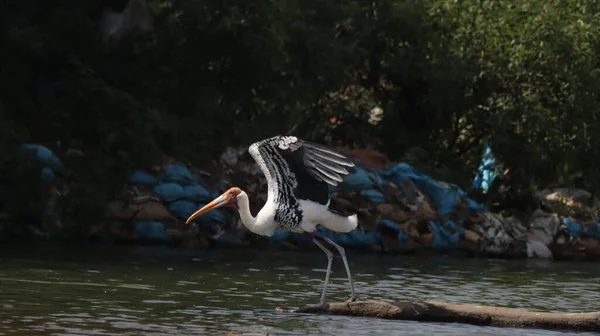 Beautiful White Pelican Nature Habitat — Stock Photo, Image