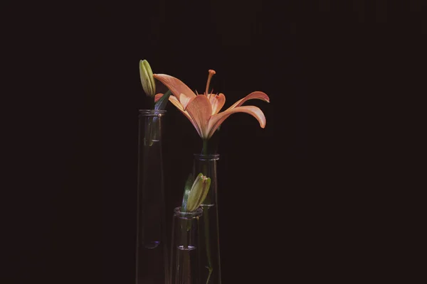 Siyah Arka Planda Cam Vazolarda Güzel Zambak Çiçekleri — Stok fotoğraf
