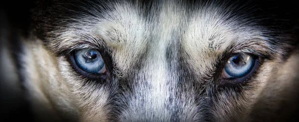 犬の顔のクローズアップ — ストック写真