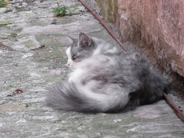 Bolyhos Macska Alszik Földön Guggolva — Stock Fotó
