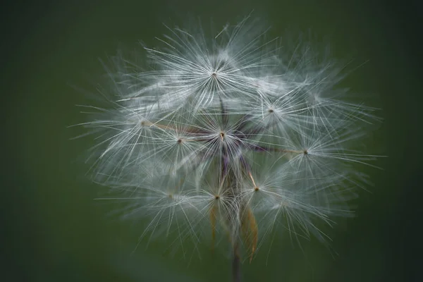 Maskrosfrön Mörk Bakgrund — Stockfoto