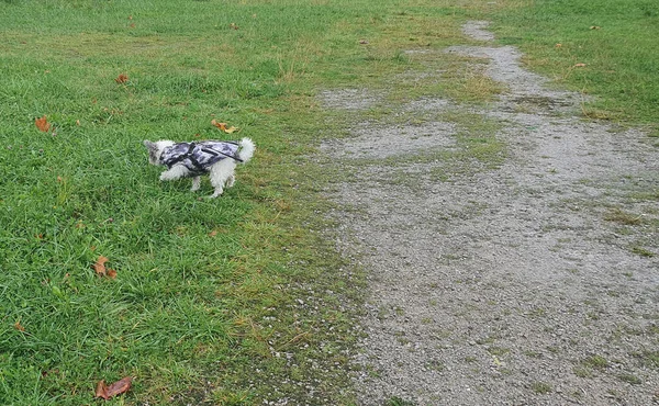 Собака Шубе Гуляющая Дождем — стоковое фото