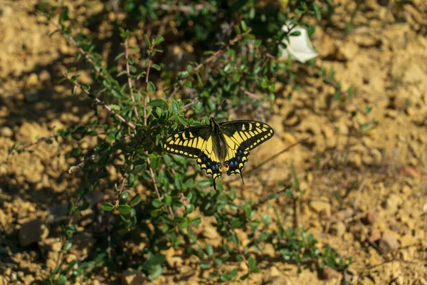 Mariposa Sobre Una Hoja Verde — Foto de Stock