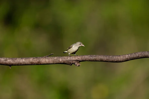 Oiseau Sur Une Branche Arbre — Photo