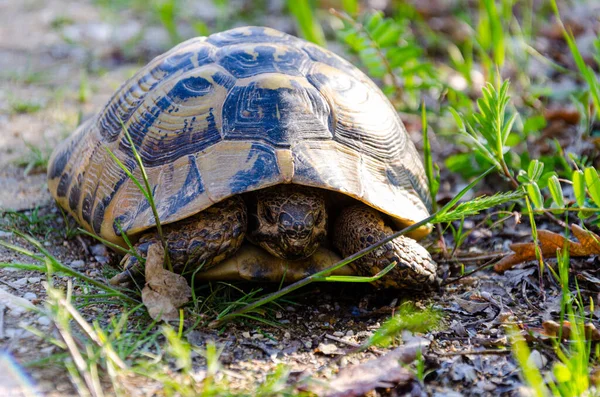 Tortue Dans Herbe — Photo