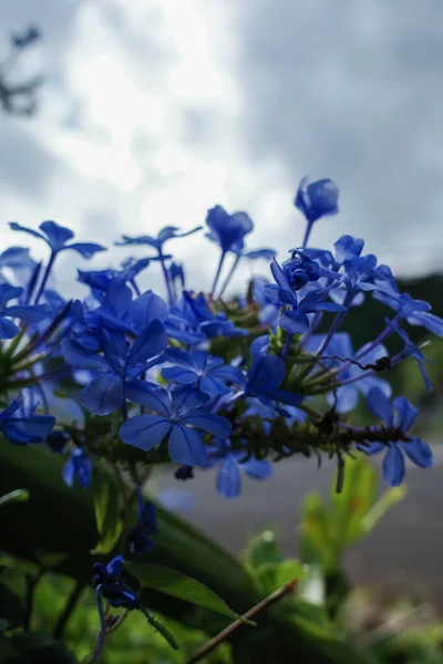 Blå Blommor Trädgården — Stockfoto