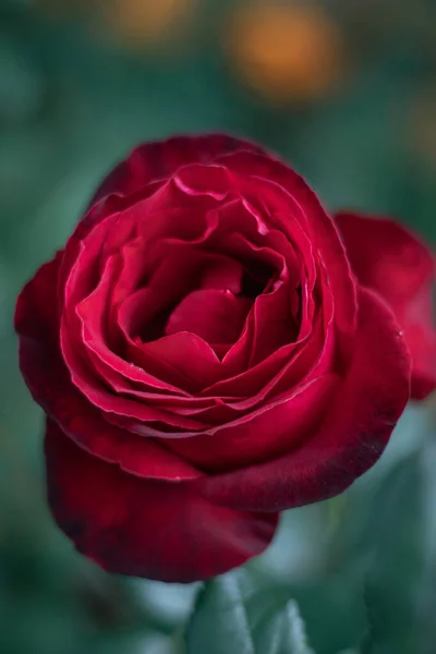 Schöne Rote Rose Garten — Stockfoto